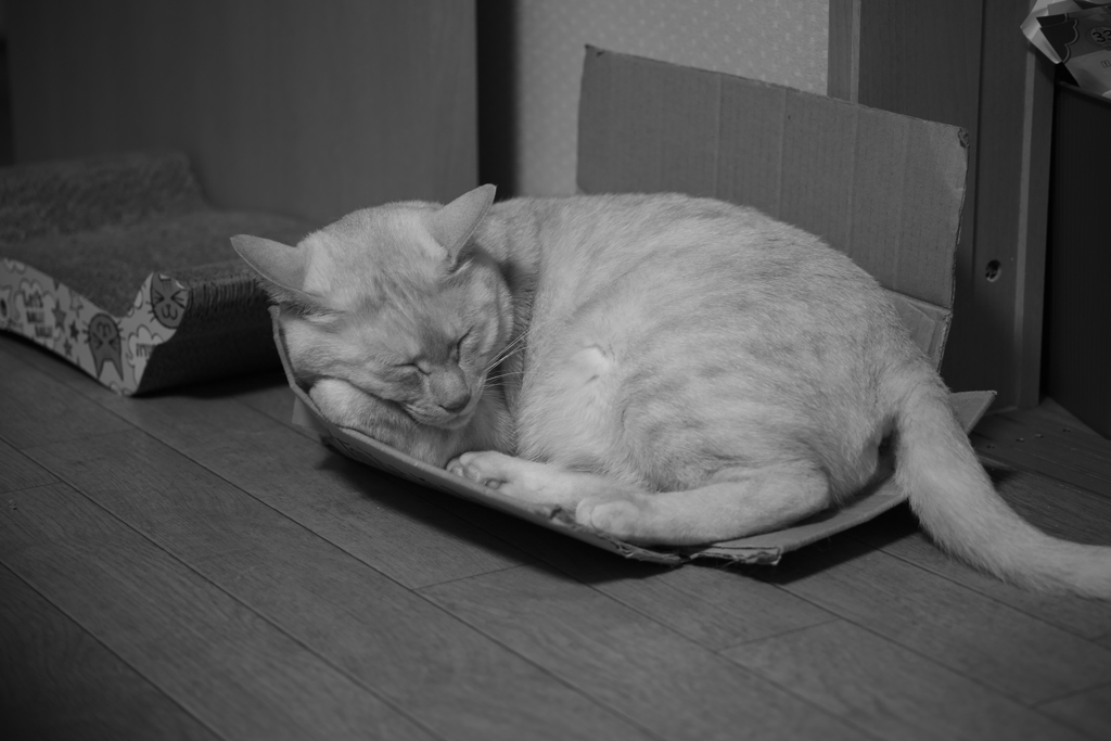 眠り猫＿20200514