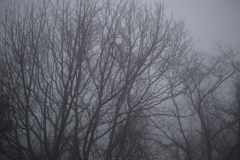20200310_春の濃霧