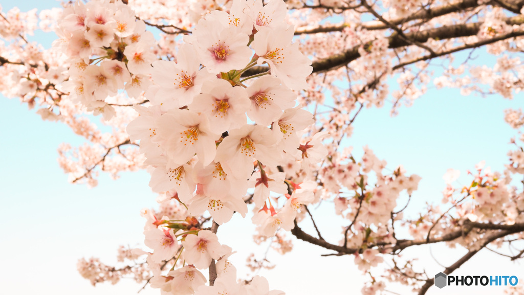 桜