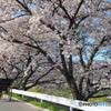 桜並木