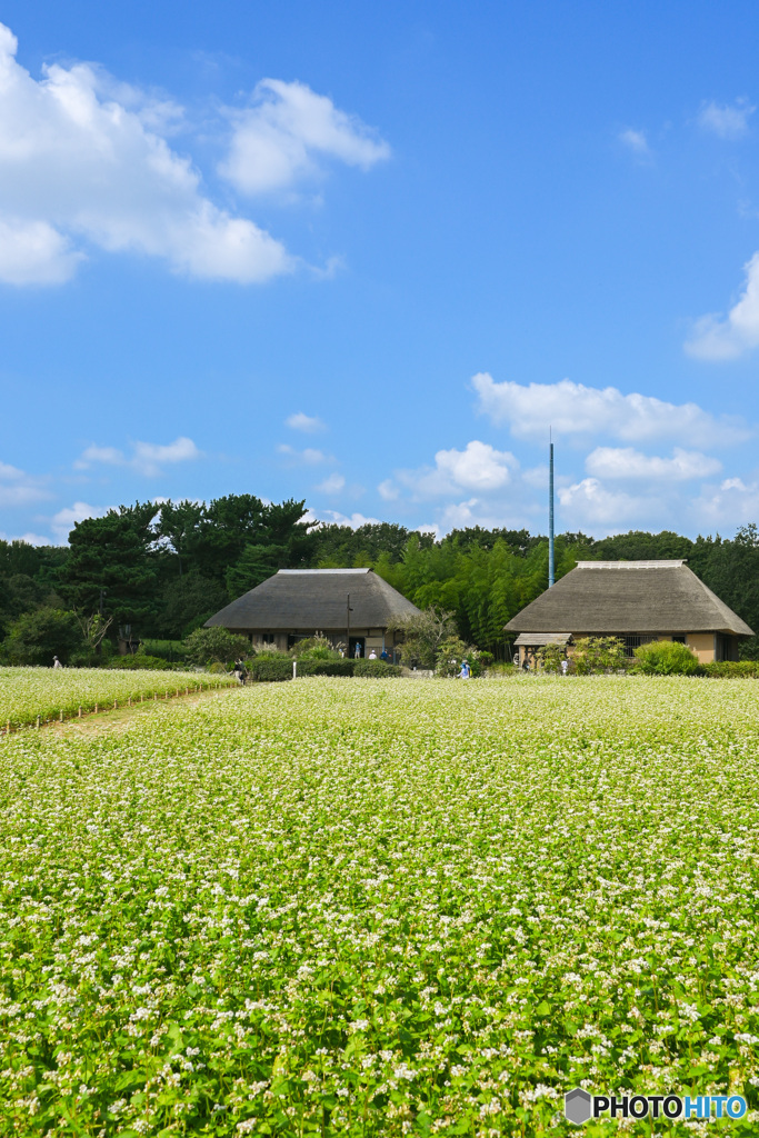 ひたち海浜公園