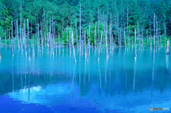 北海道　美瑛の青い池