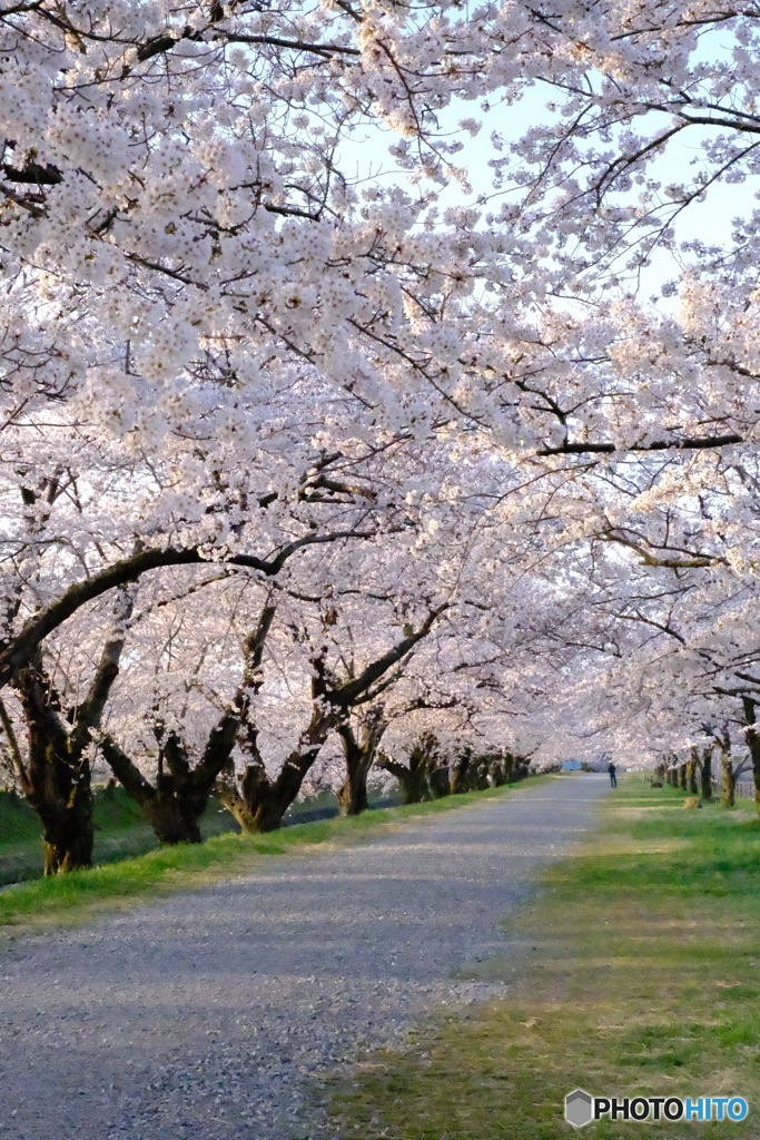 桜並木