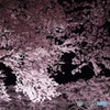 夜桜２