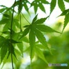 青もみじ