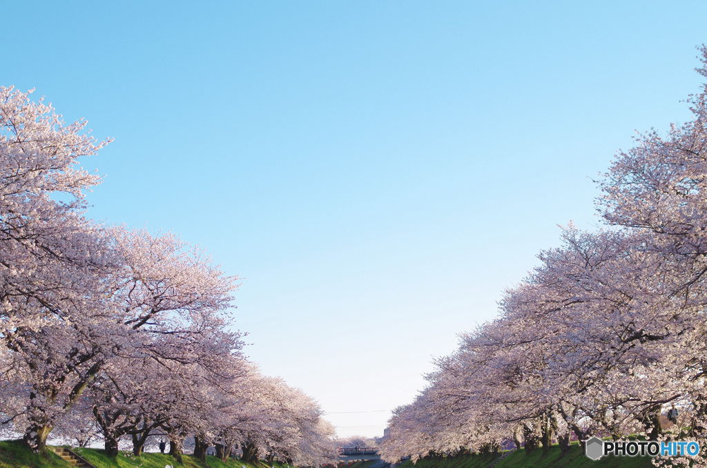 桜