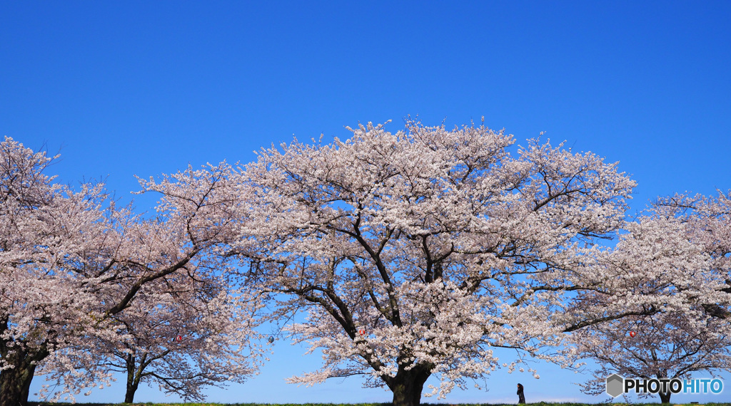 桜