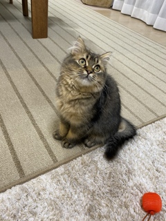 トムちゃん