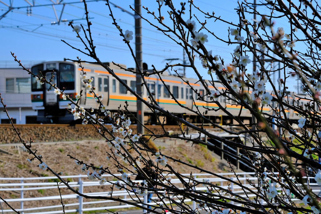 ２１１系と桜