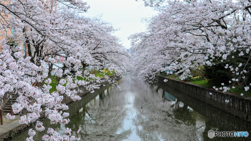 桜の季節