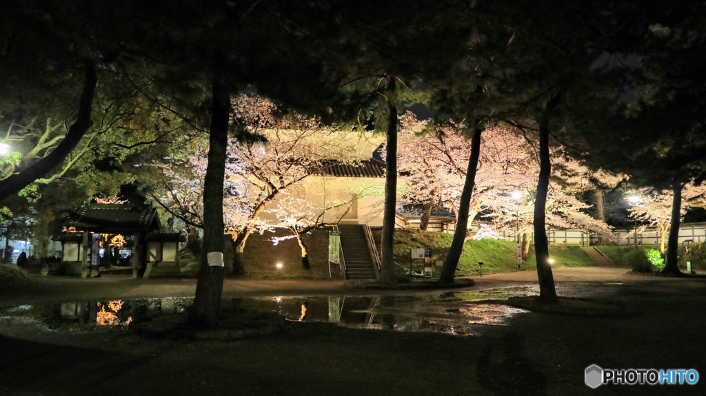雨上がりと夜桜と。