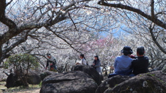 筑波山梅まつり⑦