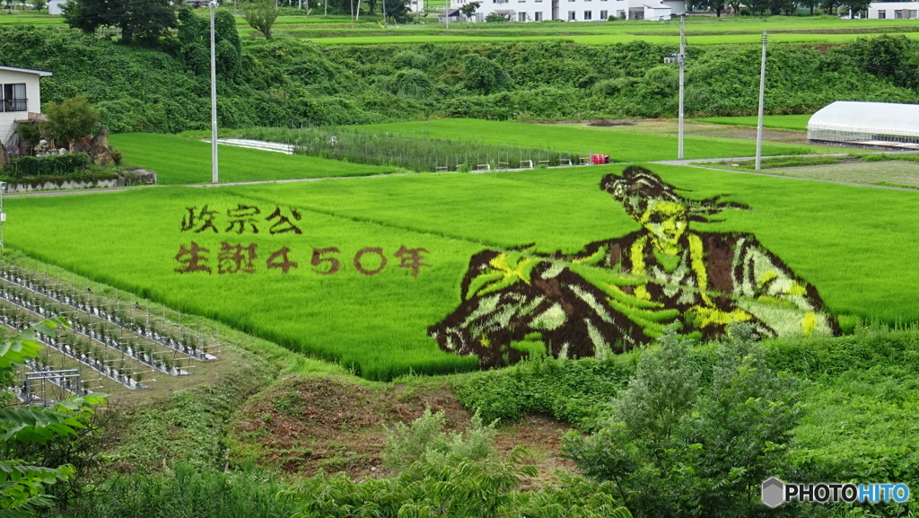 田んぼアート