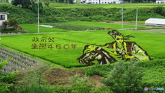 田んぼアート