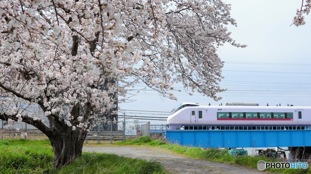 SAKURA Express