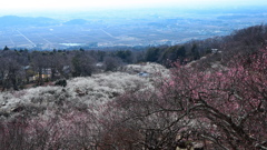 筑波山梅まつり①