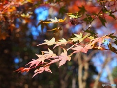 秋晴れの紅葉
