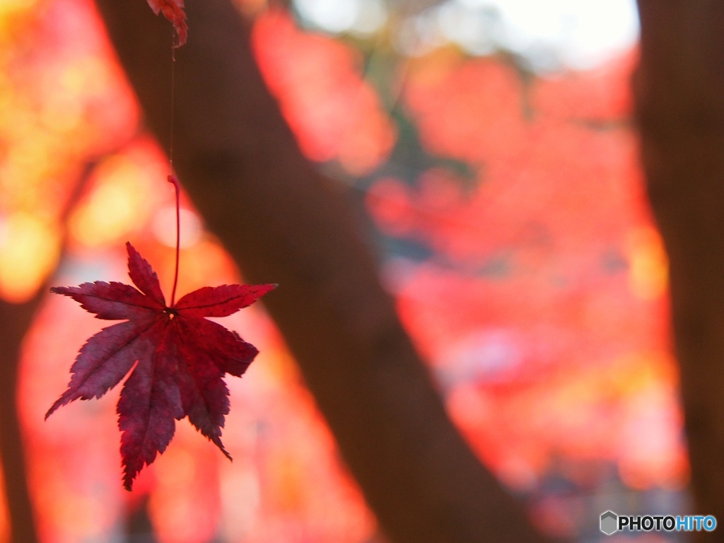 高尾山の紅葉