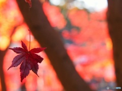 高尾山の紅葉