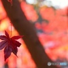 高尾山の紅葉