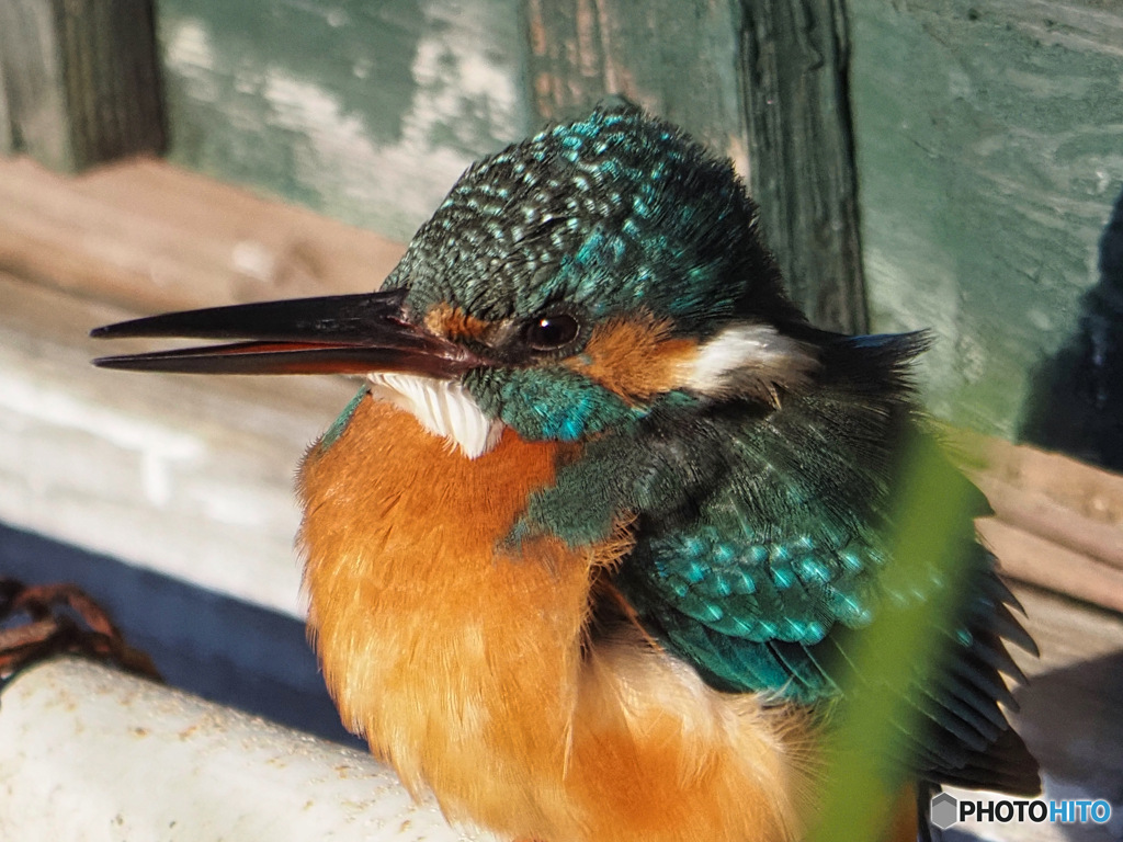 翡翠 by Ukulele Inc. （ID：13389951） - 写真共有サイト:PHOTOHITO