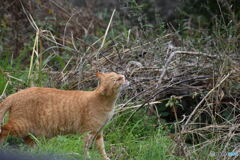 野良猫