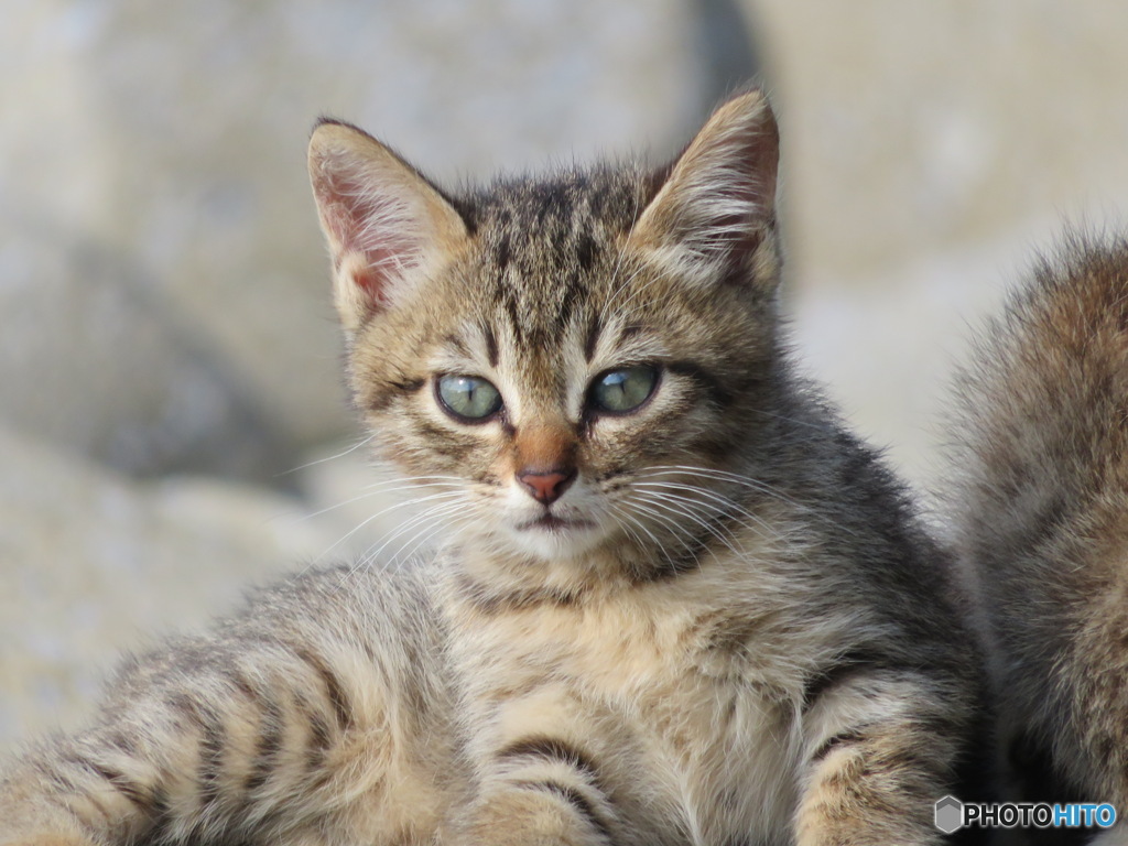 子猫