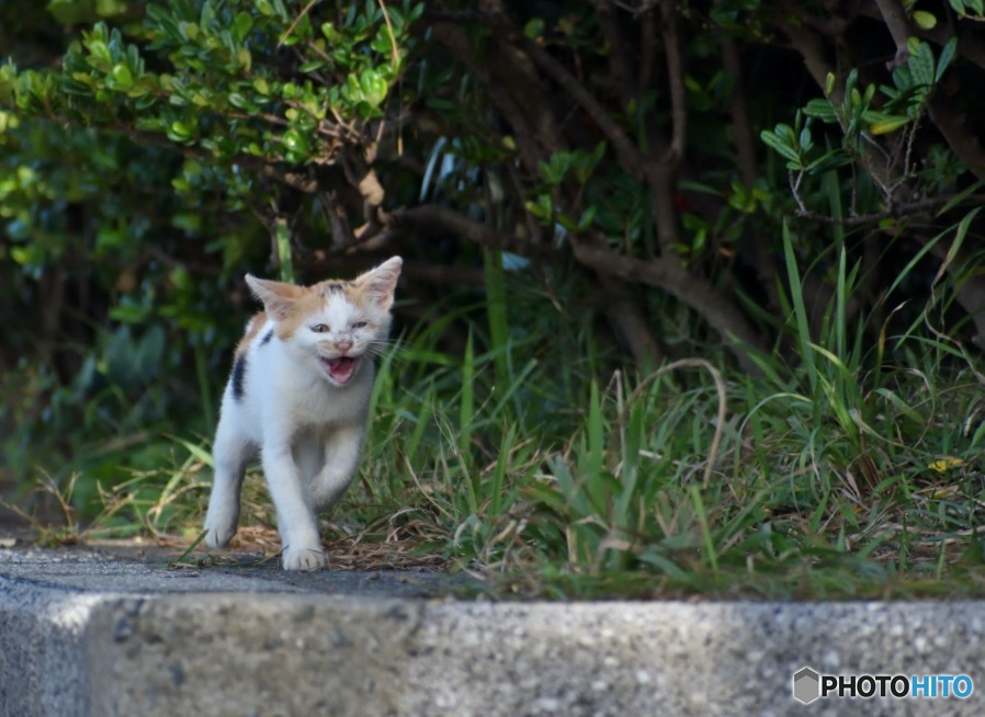 子猫