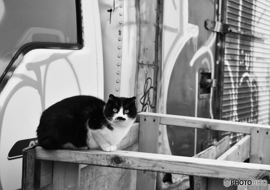 野良猫