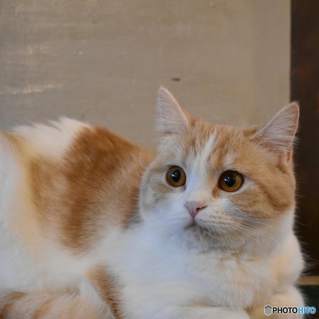 猫カフェ