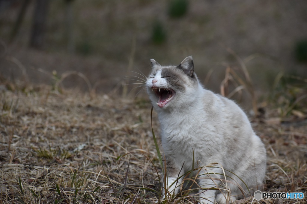 野良猫