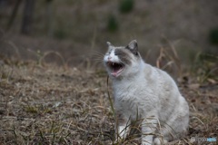 野良猫