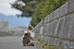 野良猫