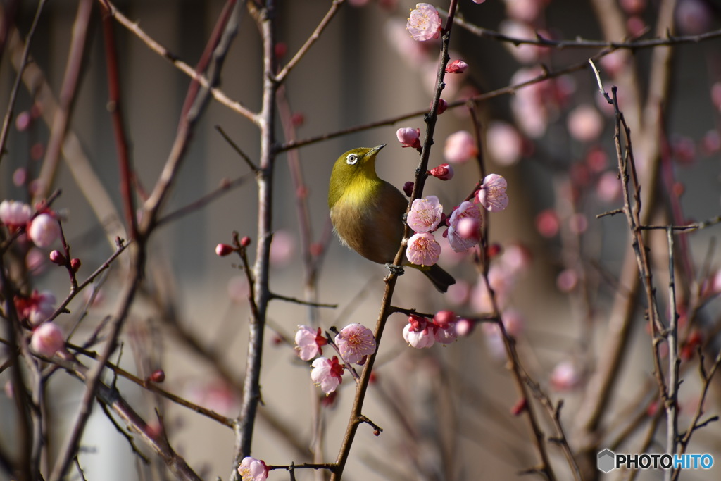 梅の花・メジロ