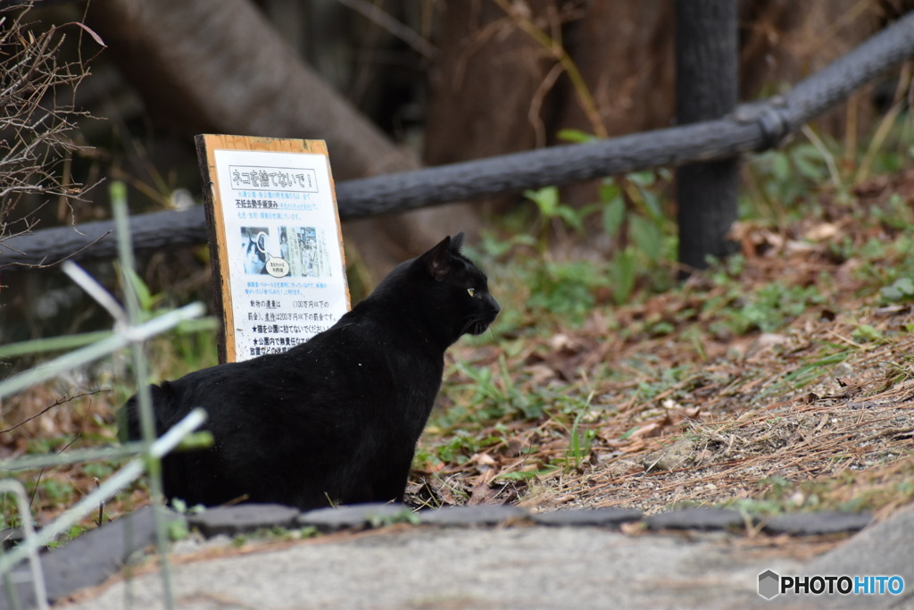 野良猫