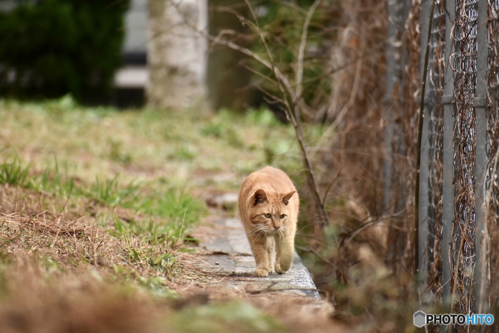 野良猫