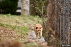 野良猫