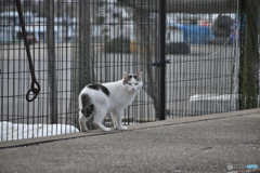 野良猫