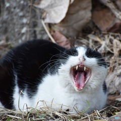 野良猫