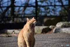 野良猫