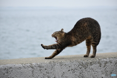 野良猫