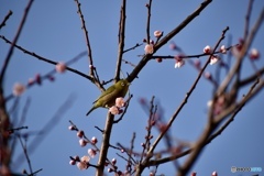 梅の花・メジロ