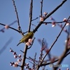 梅の花・メジロ