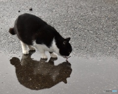 野良猫