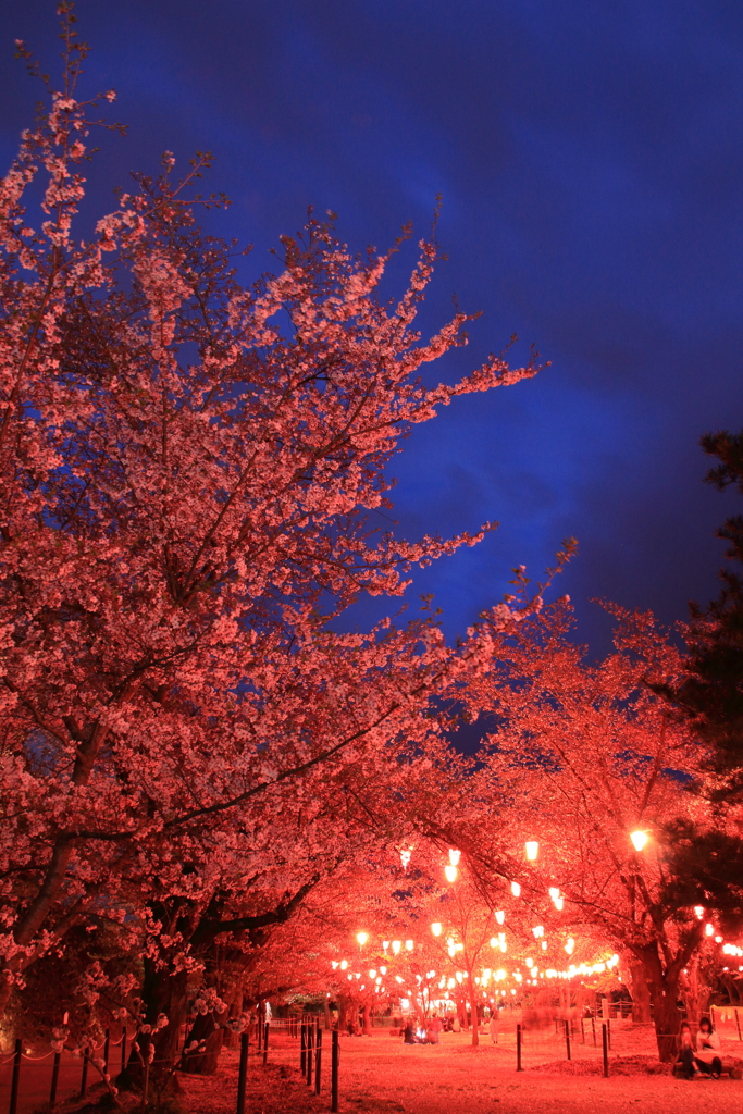 桜の夜宴