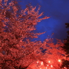 桜の夜宴