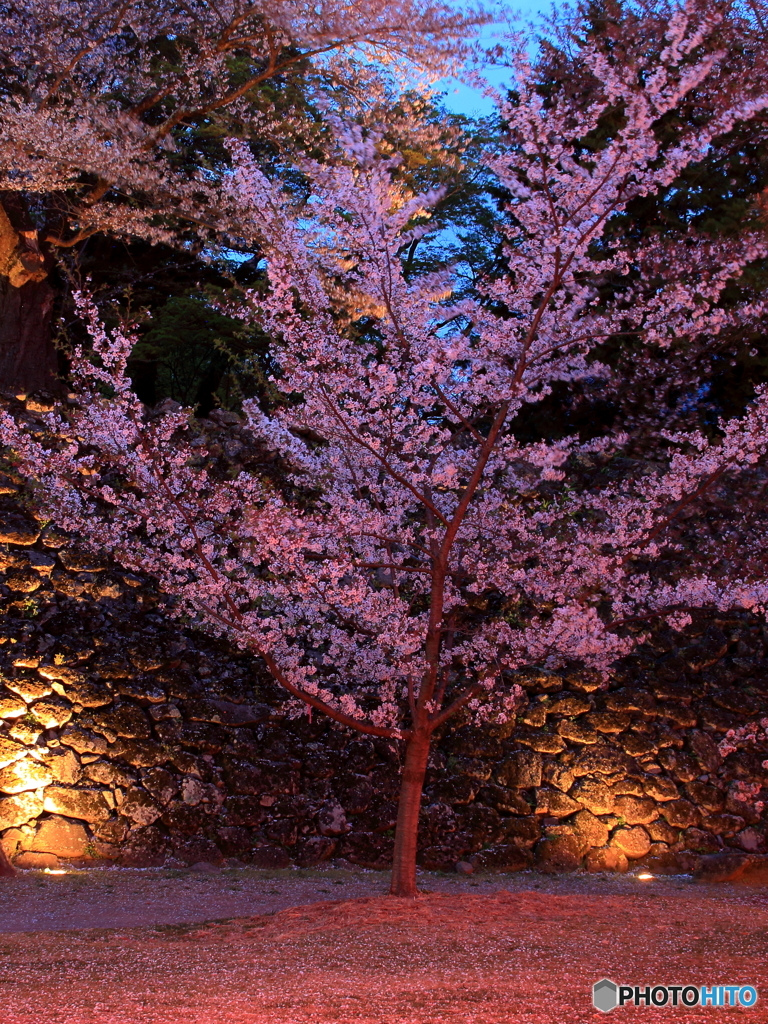 小諸懐古園夜桜 (2)