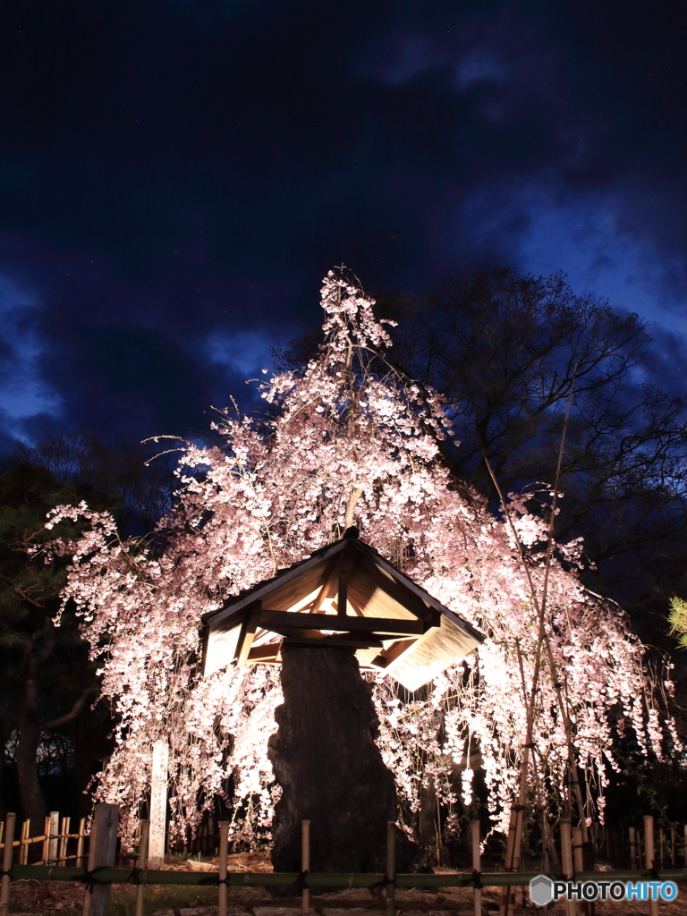 小諸懐古園夜桜 (1)