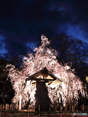 小諸懐古園夜桜 (1)