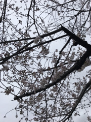 桜の枝って